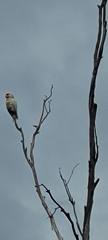 Cacatua