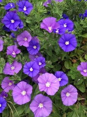 Convolvulus sabatius