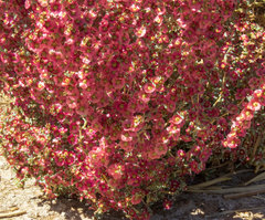 Salsola crassa