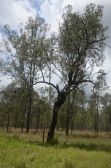 Eucalyptus crebra