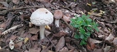 Chlorophyllum rhacodes