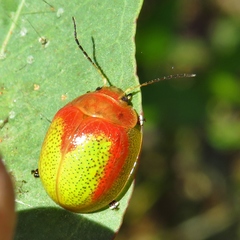 Paropsisterna pictipes