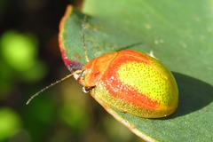 Paropsisterna pictipes