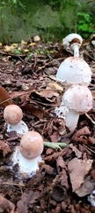 Chlorophyllum rhacodes