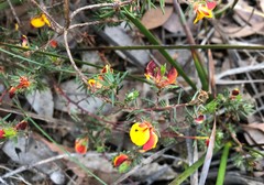 Pultenaea tenuifolia