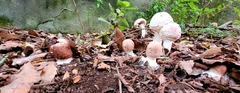 Chlorophyllum rhacodes