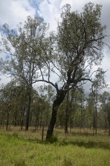 Eucalyptus crebra