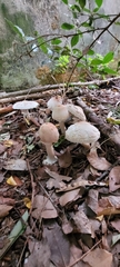 Chlorophyllum rhacodes
