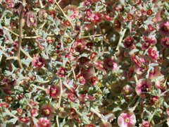 Salsola crassa