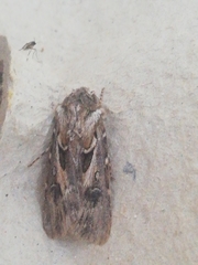Agrotis sabulosa
