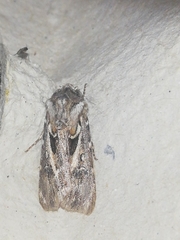 Agrotis sabulosa