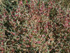 Salsola crassa