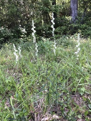 Spiranthes praecox
