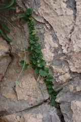 Campanula fenestrellata