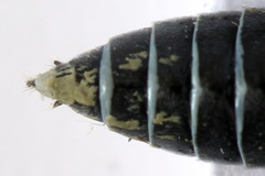 Dolerus eversmanni