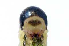 Dolerus eversmanni