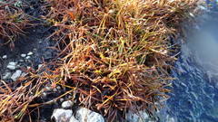 Fimbristylis dichotoma ochotensis