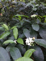 Tabernaemontana ventricosa