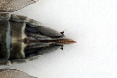 Dolerus eversmanni