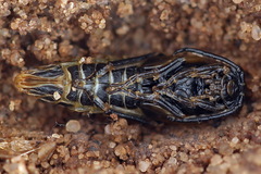 Dolerus eversmanni