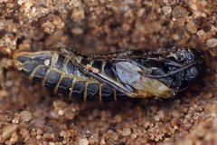 Dolerus eversmanni