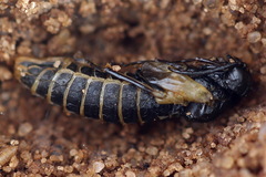 Dolerus eversmanni