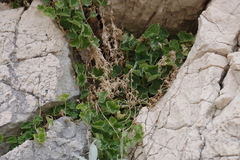 Campanula fenestrellata
