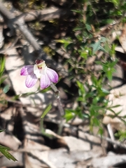 Caladenia pusilla