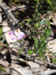 Caladenia pusilla