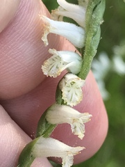 Spiranthes praecox