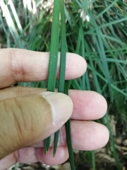 Ophiopogoneae
