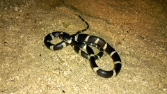 Tropidodipsas fasciata