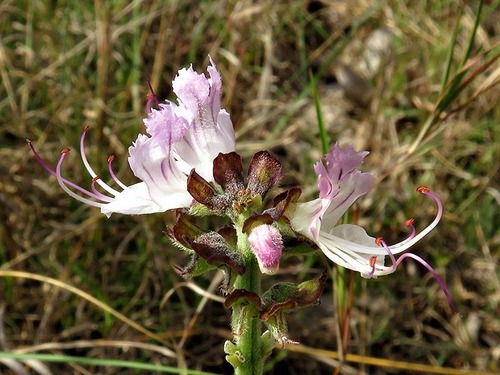 Ocimum obovatum image