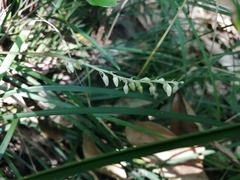 Ophiopogoneae