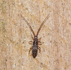 Paronellides