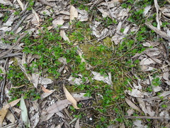 Podolobium procumbens