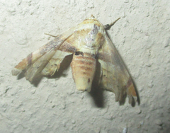 Eutelia callichroma