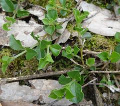 Podolobium procumbens