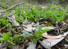 Podolobium procumbens