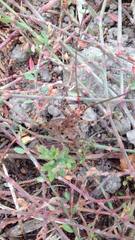 Pleioplectron simplex