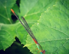 Ceriagrion cerinorubellum