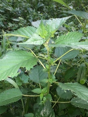 Laportea peduncularis