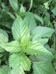 Laportea peduncularis