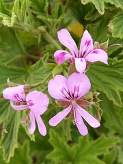 Pelargonium citronellum