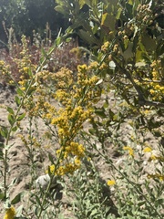 Solidago confinis