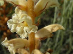 Orobanche artemisiae-campestris