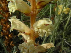 Orobanche artemisiae-campestris