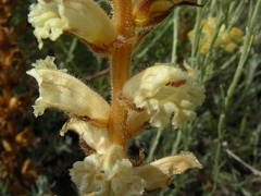 Orobanche artemisiae-campestris