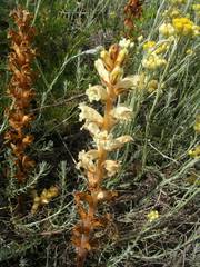 Orobanche artemisiae-campestris