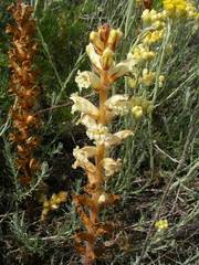 Orobanche artemisiae-campestris